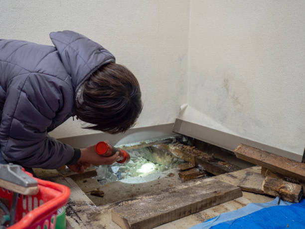 Best Basement Mold Removal  in Seville, FL