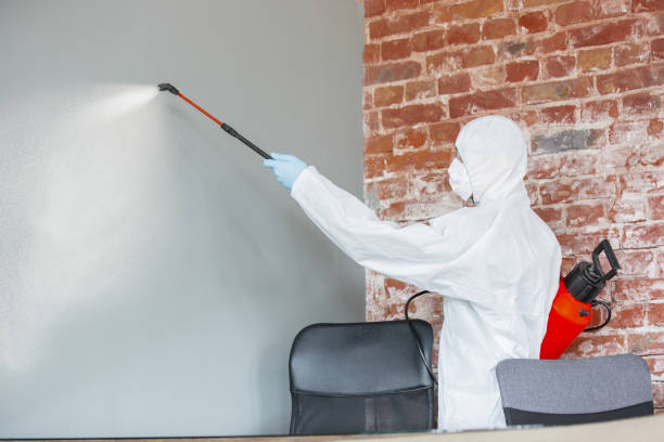 Best Mold Odor Removal Services  in Seville, FL