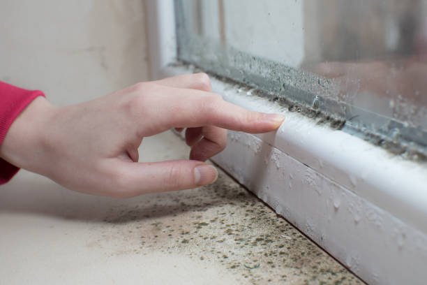 Best Real Estate Mold Inspection  in Seville, FL