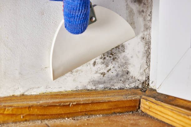Best Mold Documentation for Insurance Claims  in Seville, FL